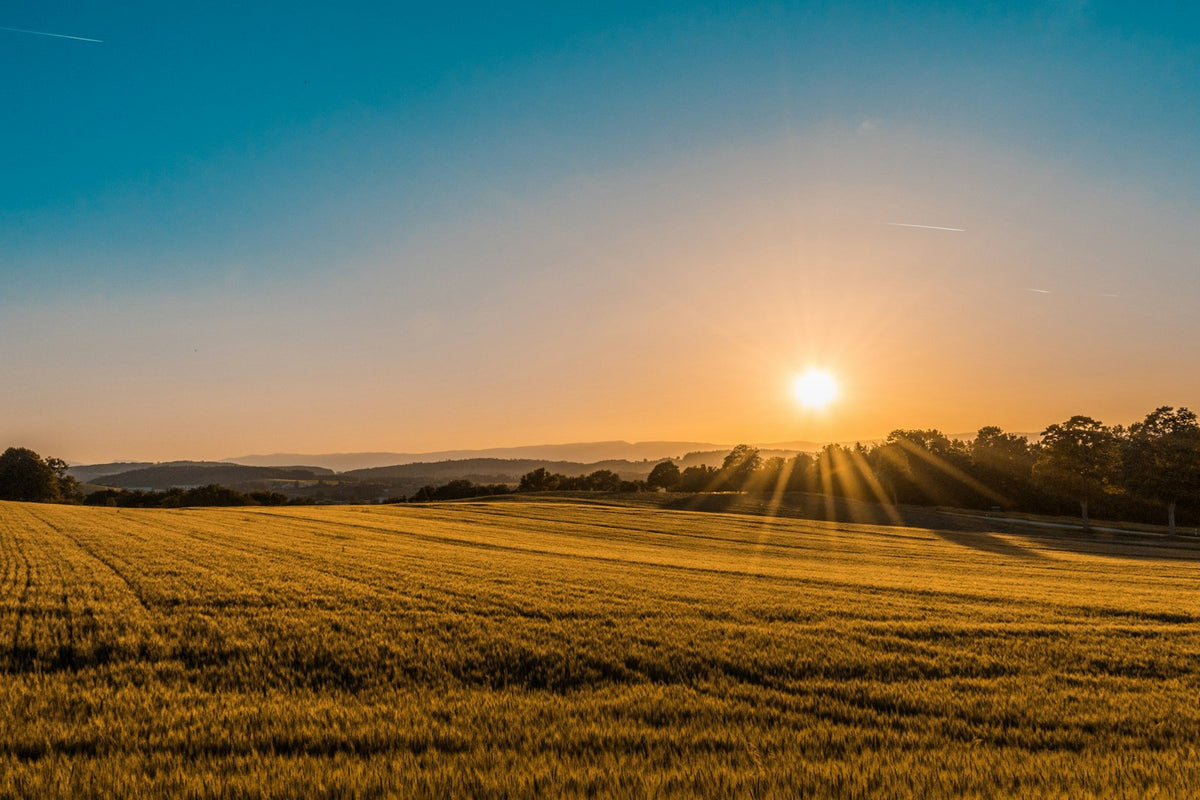Sun setting softly over a quiet field, a peaceful scene of remembrance