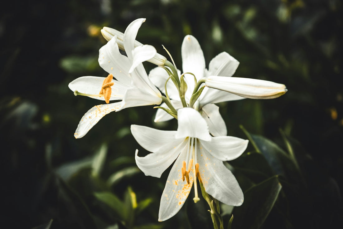 White lilies in soft light, a symbol of sympathy and remembrance
