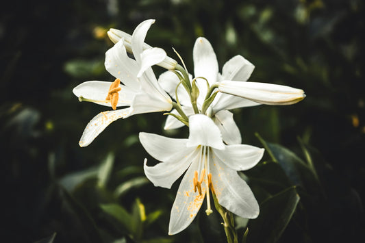 White lilies in soft light, a symbol of sympathy and remembrance